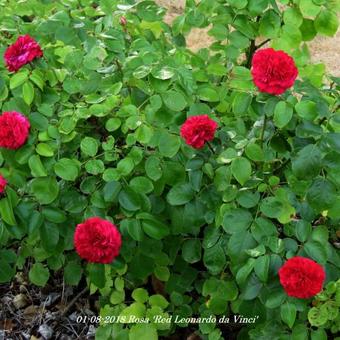 Rosa 'Red Leonardo da Vinci'