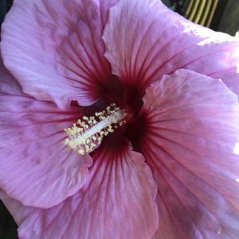 Hibiscus moscheutos SUMMERIFIC 'Summer Storm'