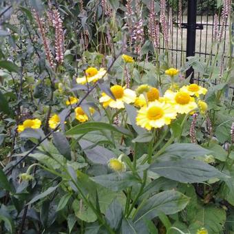 Helenium 'Kanaria'