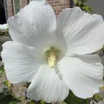 Hibiscus syriacus 'Totus Albus' - 