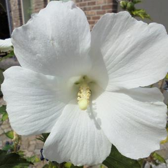 Hibiscus syriacus 'Totus Albus'