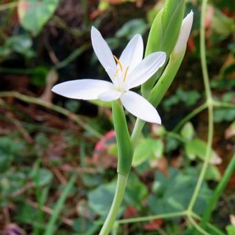 Hesperantha coccinea f. alba