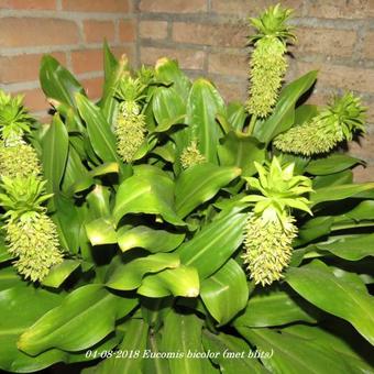 Eucomis bicolor