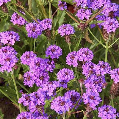 Verbena rigida 'Santos' - 