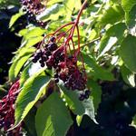 Sambucus nigra 'Black Beauty' - 