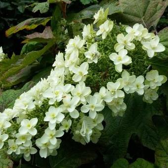 Hydrangea quercifolia