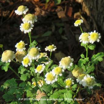 Tanacetum parthenium 'White Bonnet'