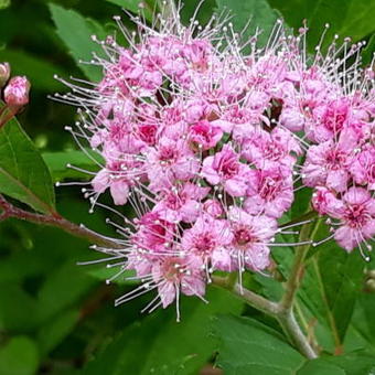 Spiraea japonica 'Anthony Waterer'