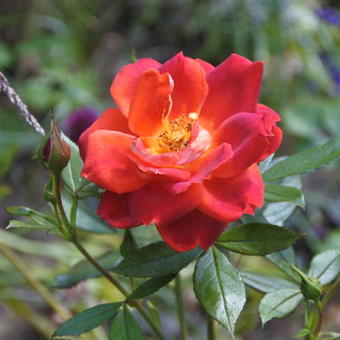 Rosa 'Chocolate Ruffles'