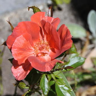 Rosa 'Tawny Tiger'