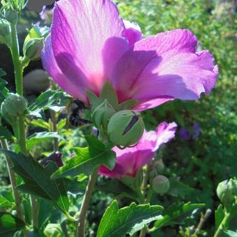 Hibiscus syriacus 'Purple Ruffles'