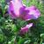 Hibiscus syriacus 'Purple Ruffles'