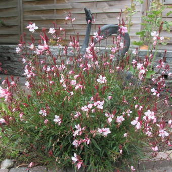 Gaura lindheimeri 'GAUDI Pink'