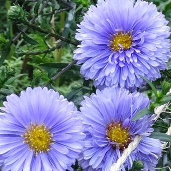 Aster novi-belgii 'Marie Ballard'