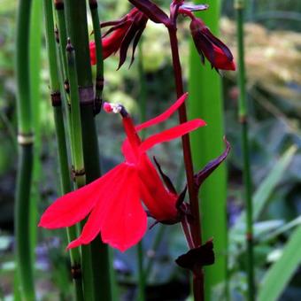 Lobelia cardinalis