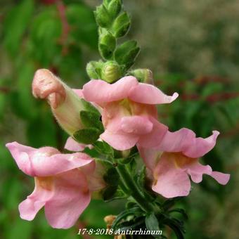 Antirrhinum