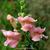 Antirrhinum