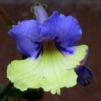 Streptocarpus 'HARLEQUIN Blue'