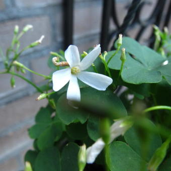 Oxalis articulata 'Alba'