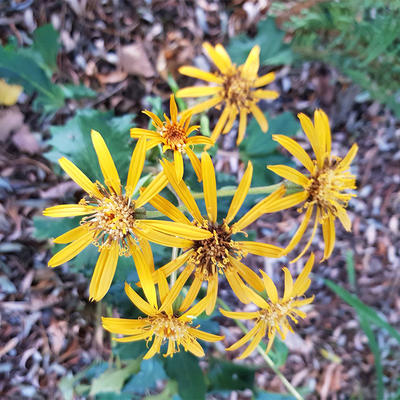 Ligularia dentata 'Osiris Fantaisie' - 