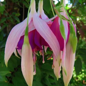 Fuchsia 'Windhapper'