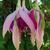 Fuchsia 'Windhapper'