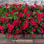 Petunia 'Burgundy' - 