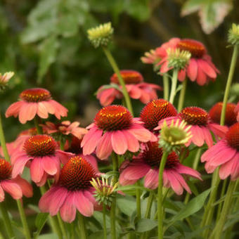 Echinacea 'MOOODZ Sympathy'