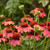 Echinacea 'MOOODZ Sympathy'