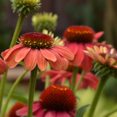 Echinacea 'MOOODZ Sympathy' - 