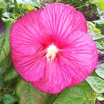 Hibiscus moscheutos 'LUNA' - 