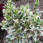 Euonymus japonicus 'White Spire' - 