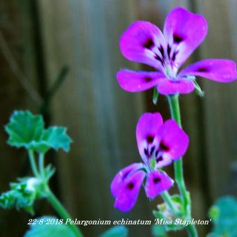 Pelargonium echinatum 'Miss Stapleton'