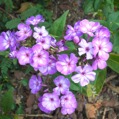 Phlox paniculata 'Uspekh' - Phlox paniculata 'Uspekh'