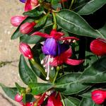 Fuchsia 'BELLA Vera' - 