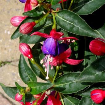 Fuchsia 'BELLA Vera'