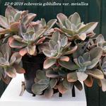 Echeveria gibbiflora var. metallica - Echeveria gibbiflora