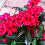 Celosia argentea 'Hot Topic' - 