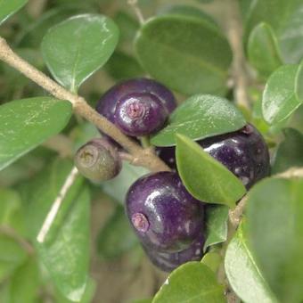 Lonicera nitida