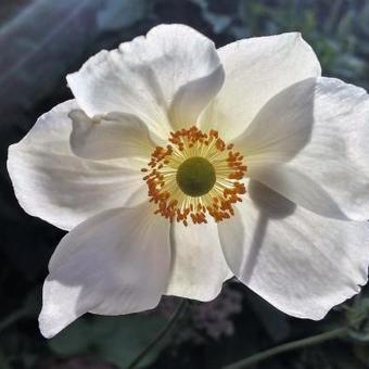 Anemone x hybrida 'Honorine Jobert'