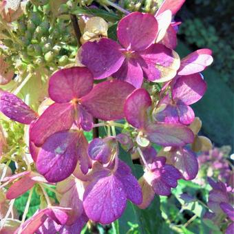 Hydrangea paniculata 'Pinky Winky'