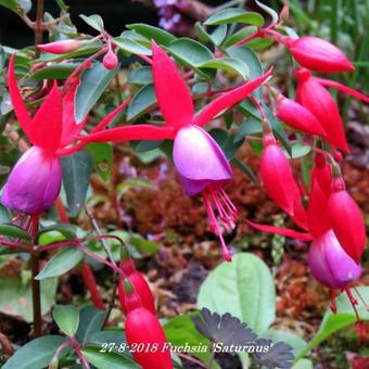 Fuchsia 'Saturnus'