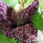 Aristolochia grandiflora - Grossblütige Pfeifenwinde