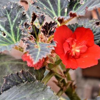 Begonia maxima 'Zwitserland'