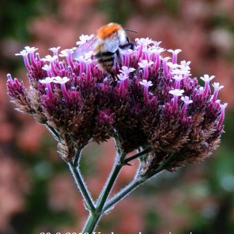 Verbena bonariensis