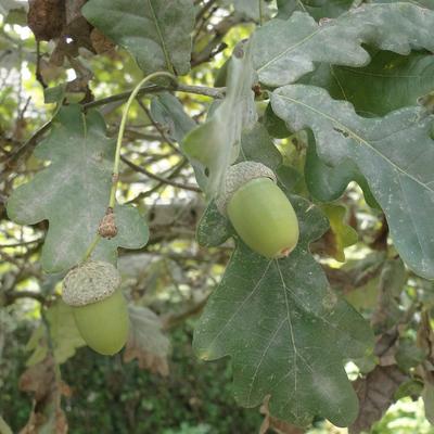 Quercus robur - 