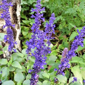 Salvia farinacea 'FARINA Blue'