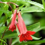 Penstemon 'Windsor Red' - 