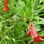 Penstemon 'Windsor Red' - 