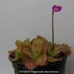 Pinguicula macroceras - 